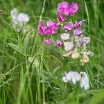 De Boeoei - Traumhaftes Reetdachhaus Lägenhet Fehmarn